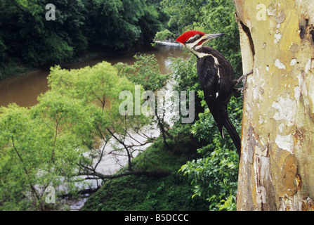 Helmspecht Dryocopus Pileatus männlich bei Verschachtelung Hohlraum Neuse River Raleigh Wake County North Carolina USA Stockfoto
