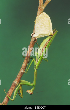 Gottesanbeterin Mantis Religiosa weibliche Verlegung Eiern Raleigh Wake County North Carolina USA Stockfoto