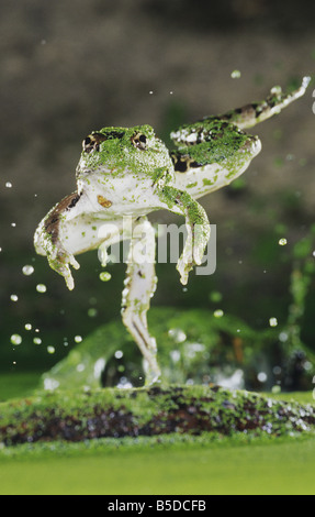 Rio Grande Leopard Frog Rana Berlandieri-Erwachsenen springen Rio Grande Valley, Texas USA Stockfoto