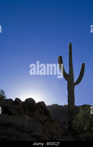 Saguaro-Kaktus-Silhouette In Wüste in der Nacht, Arizona USA Stockfoto