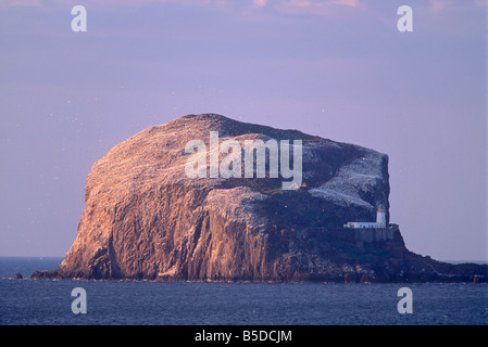 Bass Rock, große Basstölpel (Sula Bassana) Kolonie von etwa 80000 Nester in der Nähe von North Berwick, East Lothian, Schottland, Europa Stockfoto