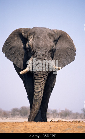 Afrikanischer Elefant, Etosha Nationalpark, Namibia Stockfoto