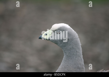 Cape kargen Gans Cereopsis Novaehollandiae stammt aus South Australia Stockfoto
