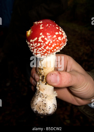 Fliegenpilz Pilz in der Hand gehalten. Amanita Muscaria Exemplar gefunden auf Ashridge Anwesen, Hertfordshire. Stockfoto