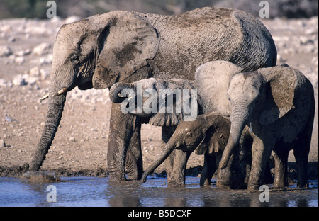 Afrikanischer Elefant, Wasserloch Klein-Namutoni, Etosha Nationalpark, Namibia Stockfoto