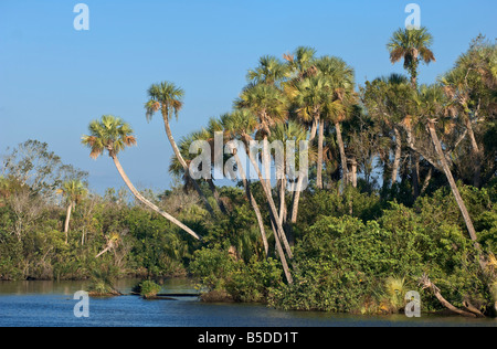 Palme entlang North Fork des Flusses Saint Lucie in Port Saint Lucie Florida N Gabel St. Lucie River Stockfoto