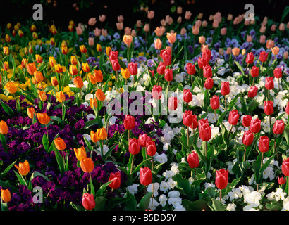 Bett von Tulpen und Stiefmütterchen in St James s Park London England England Europa Stockfoto