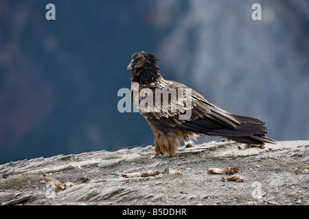 Bartgeier oder Gipetto oder Bartgeier sollten Barbatus Juvinle bei Fütterung Station Spanien winter Stockfoto