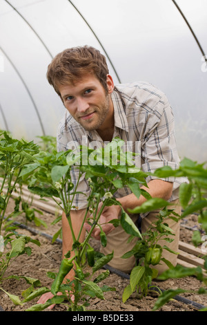 Mann von Paprika-Pflanzen im Gewächshaus, Porträt Stockfoto