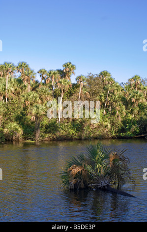 Palme entlang North Fork des Flusses Saint Lucie in Port Saint Lucie Florida N Gabel St. Lucie River Stockfoto