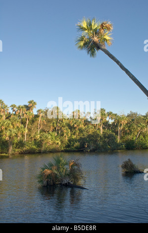 Palme entlang North Fork des Flusses Saint Lucie in Port Saint Lucie Florida N Gabel St. Lucie River Stockfoto