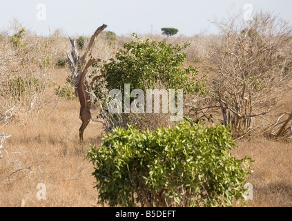 Ein Gerenuk Essen lässt in den Busch in Kenia Stockfoto