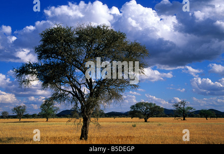 Camelthorn Bäume, Acacia Erioloba Farm Bergquell, Okahandja, Namibia Stockfoto