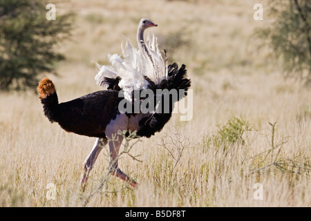 Afrika, Namibia, Strauß (Struthio Camelus) in Rasen Stockfoto