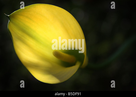 USA-Zantedeschia ist eine Gattung von achtundzwanzig Arten von krautigen Blütenpflanzen in der Familie Aronstabgewächse Stockfoto