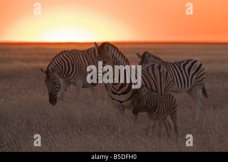 Afrika, Zebras (Equus Quagga Burchelli) bei Sonnenuntergang Stockfoto