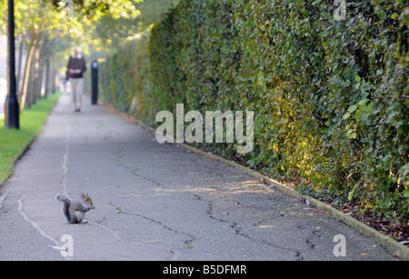 Graue Eichhörnchen Essen Inner Circle Regents Park London Stockfoto