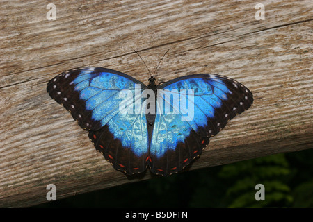 Schmetterling Morpho Peleides alleinstehenden ruht auf Holz zeigt Uppererside des Flügels von Kolumbien Stockfoto