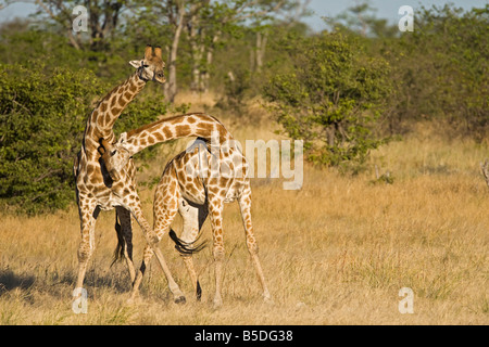 Afrika, zwei männliche Masai Giraffe (Giraffa Plancius Tippelskirchi) kämpfen Stockfoto