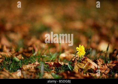 Blätter im Herbst Stockfoto