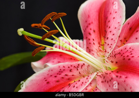 Eine Nahaufnahme einer einzigen rosa Stargazer Lilie, klar hervorgeht, Staubblätter und Staubbeutel, gegen einen schwarzen Hintergrund. Stockfoto