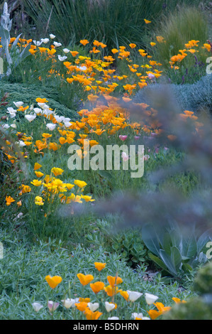 Hyde Hall, Royal Horticultural Society Garden, Essex Stockfoto