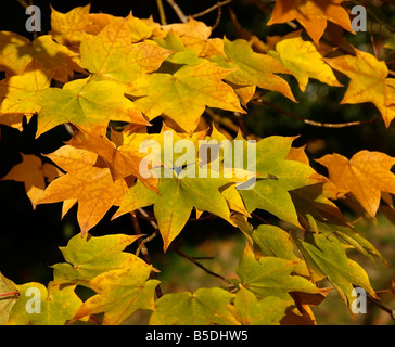 Acer Rubrum (rot oder kanadischem Ahorn, verschiedene Sonnenuntergang, kamen aus dem östlichen Nordamerika), Herbst, gelbe Blätter. Stockfoto