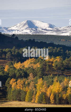 Herbstfarbene Lärchen, Pinienwälder; Blick auf die schneebedeckten Berge corrie Brieriach (Braigh Riabhach) im Cairngorms National Park, Schottland, Großbritannien Stockfoto