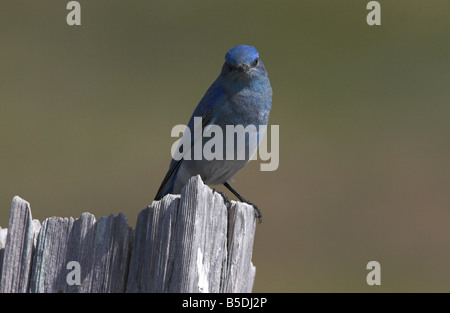 Bluebird Mountain Sialia Currucoides männlich thront auf Post in Nanaimo River Mündung Vancouver Island BC im April Stockfoto