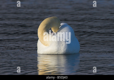 Höckerschwan Cygnus Olor ruht mit Kopf versteckt unter Flügel in Esquimalt Lagune Victoria Vancouver Island BC im Februar Stockfoto