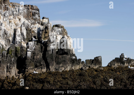 Vögel und Klippen in der Nähe von Flatey in Breidafjördur Stockfoto