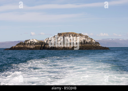 Vögel und Klippen in der Nähe von Flatey in Breidafjördur Stockfoto