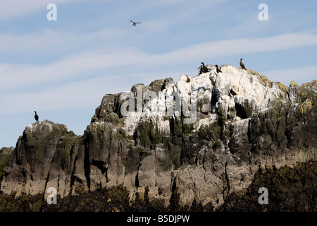 Vögel und Klippen in der Nähe von Flatey in Breidafjördur Stockfoto