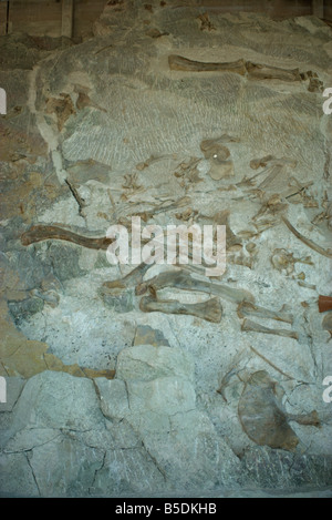 Versteinerte Knochen einschließlich Hinterbein Sauropod und Apatosaurus, Dinosaur National Monument, Colorado und Utah, USA Stockfoto