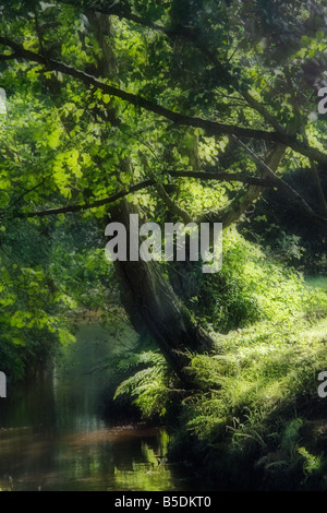 Sonnenlicht durch Buche Bäume über einen schattigen Bach im New Forest Stockfoto