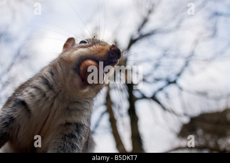 Eichhörnchen Sie mit einer Hasel Nuss im Mund Stockfoto