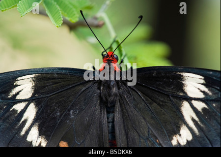 Pachliopta hector. Rote rose Schmetterling in der indischen Landschaft hautnah. Andhra Pradesh, Indien Stockfoto