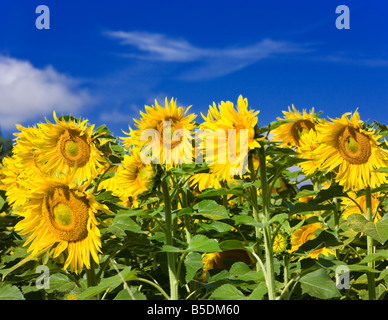 Gelbe Reife Sonnenblumen vor blauem Himmel im südlichen Frankreich Europa Stockfoto