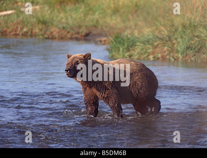 Grizzly Bear, Katmai, Alaska, USA, Nordamerika Stockfoto