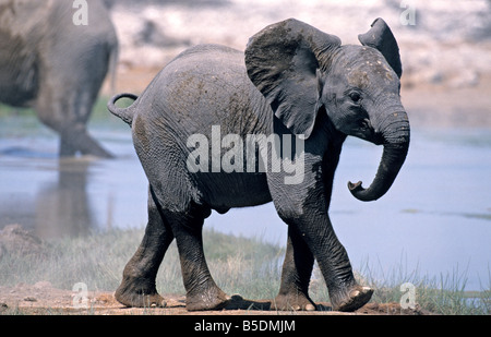 Afrikanische Elefanten, Klein-Namutoni, Etosha Nationalpark, Namibia Stockfoto