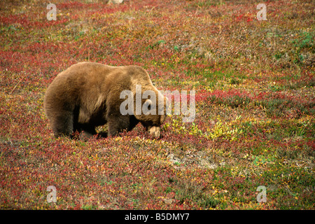 Alaskan Braunbär Grizzly Weiden auf Tundra Beeren Denali Nationalpark Alaska Vereinigte Staaten von Amerika Nordamerika Stockfoto
