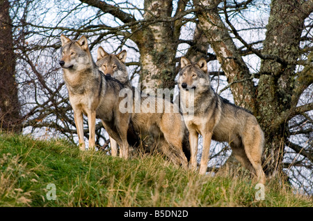 Europäische Grauwölfe - Canis Lupus lupus Stockfoto