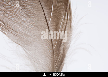 Feder, close-up, beschnitten Stockfoto