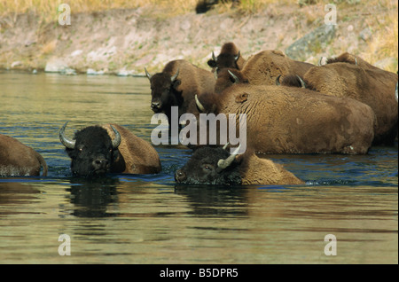 Bison, Madison River, Yellowstone National Park, UNESCO World Heritage Site, Wyoming, USA, Nordamerika Stockfoto