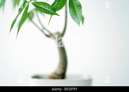 Nahaufnahme von eingemachten Seide Zahnseide Baum, beschnitten Stockfoto