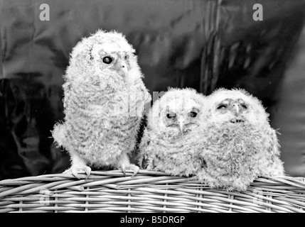 Drei Baby Eulen sitzen thront auf einem Weidenkorb. &#13; &#10; Mai 1975 Stockfoto