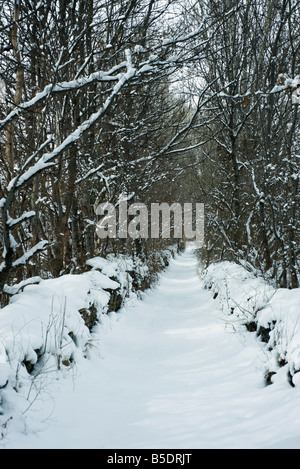 Bäumen gesäumten Pfad im Schnee Stockfoto