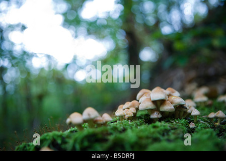 Cluster von Pilzen auf dem Waldboden Stockfoto