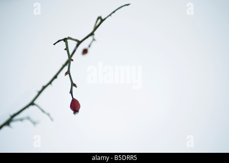 Zweig mit Knospen Stockfoto