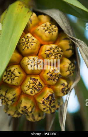 Reifende Hala Frucht (Pandanus Tectorius), Nahaufnahme Stockfoto